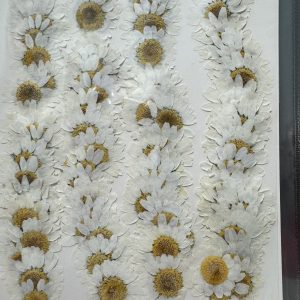 Paquete de 100 unidades de Flores Crisantemos secas para encapsular en resina. Miden 2,5cm