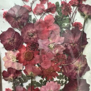29 piezas de flores mixtas secas prensadas naturales (rojas)